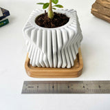 Square-Twisted Plant Pot (wooden drainage tray)