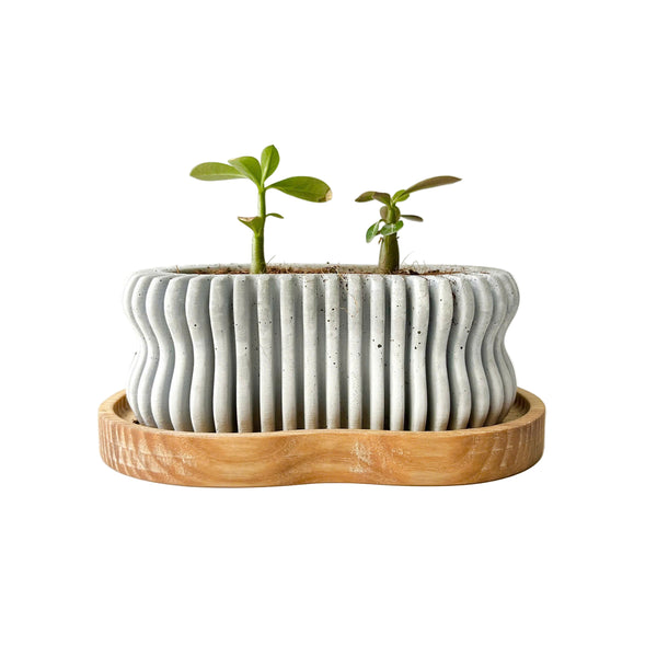 Wavy Plant Pot (wooden drainage tray)
