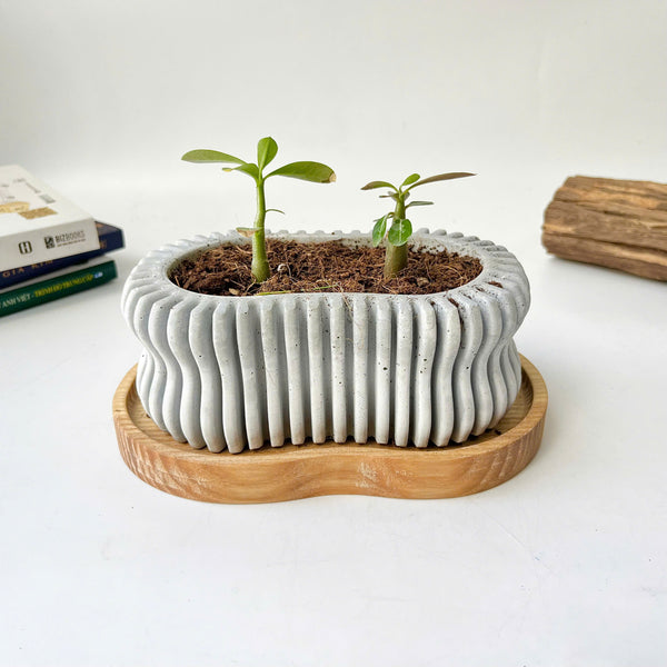 Wavy Plant Pot (wooden drainage tray)