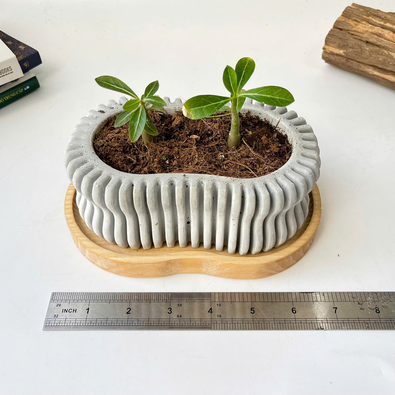 Wavy Plant Pot (wooden drainage tray)
