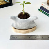 Cubone Plant Pot