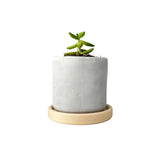 Random 2" Succulent In Minimalist Planter (plastic drainage tray)