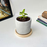 Random 2" Succulent In Minimalist Planter (plastic drainage tray)