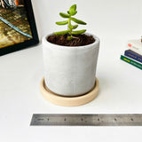 Random 2" Succulent In Minimalist Planter (plastic drainage tray)