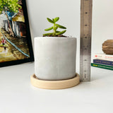 Random 2" Succulent In Minimalist Planter (plastic drainage tray)