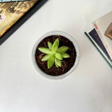Random 2" Succulent In Minimalist Planter (plastic drainage tray)