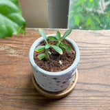 THTB Craft Multi-Purpose Planter (wooden drainage tray)