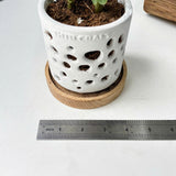 THTB Craft Multi-Purpose Planter (wooden drainage tray)