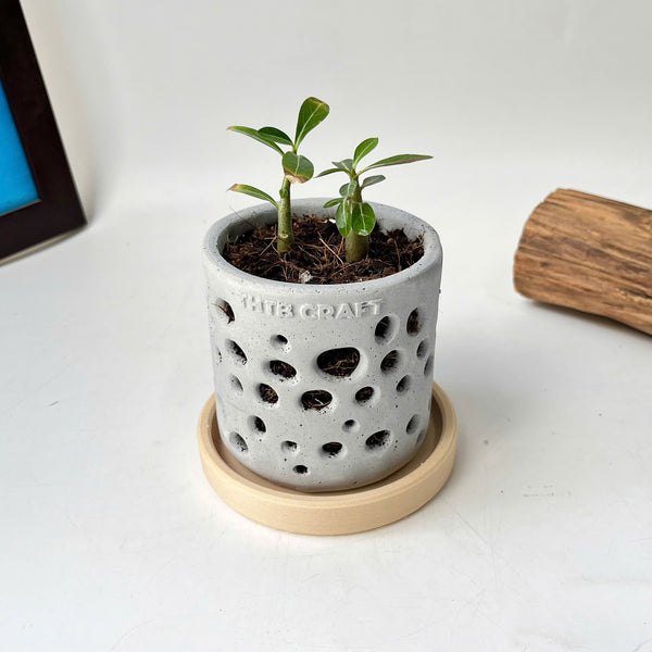 THTB Craft Multi-Purpose Planter (plastic drainage tray)