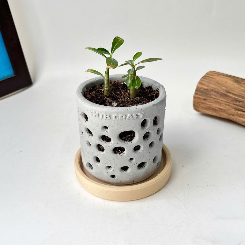 THTB Craft Multi-Purpose Planter (plastic drainage tray)