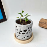 THTB Craft Multi-Purpose Planter (plastic drainage tray)