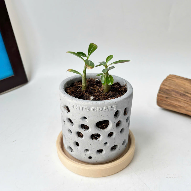 THTB Craft Multi-Purpose Planter (plastic drainage tray)
