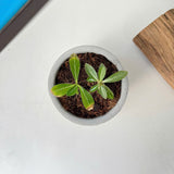THTB Craft Multi-Purpose Planter (plastic drainage tray)