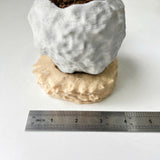 Rock-Shaped Plant Pot, Plant Pot with Man Pushing Rock, Sisyphus Inspired