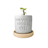 Random 2" Succulent In Plant pot "SURVIVAL MODE: ON"
