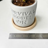 Random 2" Succulent In Plant pot "SURVIVAL MODE: ON"