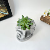 Random 2" Succulent In Concrete Human Face Planter