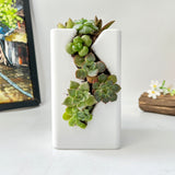 Live Succulent Arrangement  Centrepieces Holiday decor