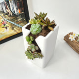 Live Succulent Arrangement  Centrepieces Holiday decor