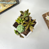 Live Succulent Arrangement  Centrepieces Holiday decor