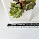 Live Succulent Arrangement  Centrepieces Holiday decor