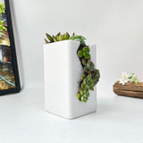 Live Succulent Arrangement  Centrepieces Holiday decor