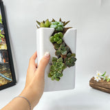 Live Succulent Arrangement  Centrepieces Holiday decor