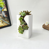 Live Succulent Arrangement  Centrepieces Holiday decor