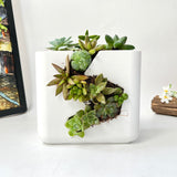 Live Succulent Arrangement Centrepieces Holiday decor