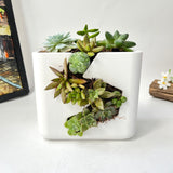 Live Succulent Arrangement Centrepieces Holiday decor