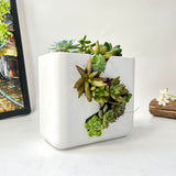 Live Succulent Arrangement Centrepieces Holiday decor