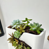 Live Succulent Arrangement Centrepieces Holiday decor