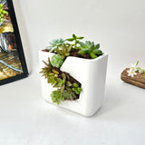 Live Succulent Arrangement Centrepieces Holiday decor