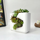 Live Succulent Arrangement Centrepieces Holiday decor