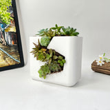 Live Succulent Arrangement Centrepieces Holiday decor