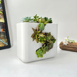 Live Succulent Arrangement Centrepieces Holiday decor