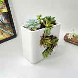 Live Succulent Arrangement Centrepieces Holiday decor