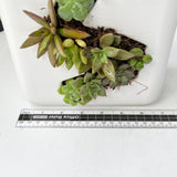 Live Succulent Arrangement Centrepieces Holiday decor