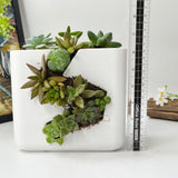 Live Succulent Arrangement Centrepieces Holiday decor