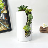 Live Succulent Arrangement Centrepieces Holiday decor