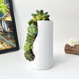 Live Succulent Arrangement Centrepieces Holiday decor