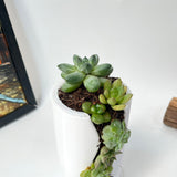 Live Succulent Arrangement Centrepieces Holiday decor