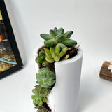 Live Succulent Arrangement Centrepieces Holiday decor