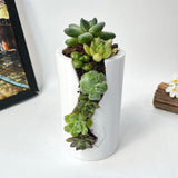 Live Succulent Arrangement Centrepieces Holiday decor