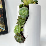 Live Succulent Arrangement Centrepieces Holiday decor