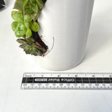 Live Succulent Arrangement Centrepieces Holiday decor
