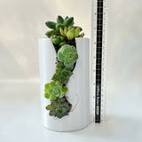 Live Succulent Arrangement Centrepieces Holiday decor