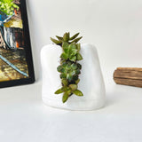 Live Succulent Arrangement Plant Pot Holiday decor