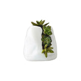 Live Succulent Arrangement Plant Pot Holiday decor