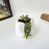 Live Succulent Arrangement Plant Pot Holiday decor